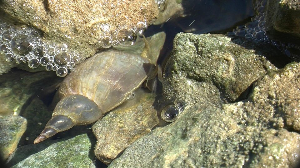 Lumaca d''acqua da riconoscere